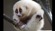 Fofos, mas nem tanto: 6 animais de aparência dócil que podem ser agressivos
