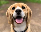 Anti-inflamatório produzido pela USP alivia dores em cães com artrose