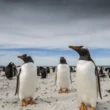 Malvinas: Onde fica e o que é ponto de rivalidade Argentina x Inglaterra