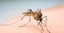 Campinas tem 22 bairros com alto risco de transmissão da dengue; veja quais