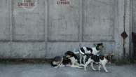 Cães que vivem perto de Chernobyl seriam potencialmente 'imunes' à radiação
