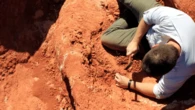 Fóssil descoberto no Brasil lança luz sobre enigmática origem dos dinossauros