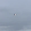Avião faz pouso de emergência após motor explodir por coelho em turbina