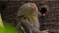 15 cm de fofura: conheça o menor macaco do mundo, que vive na Amazônia