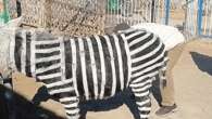 Zebra? Parque de diversões chinês admite que pintou burro de preto e branco