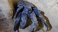 Caranguejo gigante reaparece em ilha remota da Índia após mais de um século