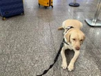 Cão no porão desrespeitaria a Justiça, diz pai de criança autista sobre TAP