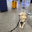 Cão de apoio de menina autista chega a Portugal após impasse com aérea