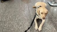 Justiça marca audiência após TAP negar embarcar cão de criança autista