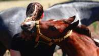 Cientistas criam supercavalos na Argentina com 'tesoura genética'