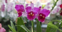 Campinas: Bosque dos Jequitibás recebe Festival de Orquídeas e Suculentas