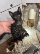 Bombeiros quebram banheiro para resgatar gato de tubulação em Valinhos (SP)