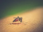 Mosquito da dengue pode aprender a 'ignorar' repelente, mostra estudo francês