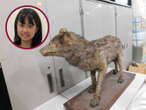 Niña descubre posible ejemplar del extinto lobo japonés; museo lo exhibía como un 'perro'