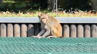 Im Riesaer Tierpark war der Affe los