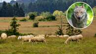 Elsterheide: Schafherde bricht nach Wolfsangriff aus