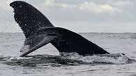 'I thought it had eaten me': Humpback whale swallows Chile kayaker, spits him out