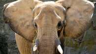 Tourist dies after being trampled by elephant at Kruger National Park