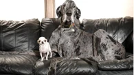Dié honde raak maats – ondanks die afstand