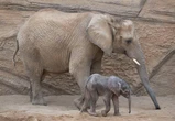 Twee vriendinne sterf nadat olifant in Zambië hulle aanval