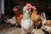 SA extends poultry ban on Brazil's Rio do Sul amid ongoing precautions