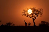 Besoekers aan Krugerwildtuin moet reëls nakom, vooraf bespreek