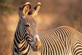 SA to dish up more zebra to boost jobs and conservation