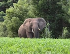 Hier’s sy weer, hier’s sy weer met haar slurp voor boer se deur