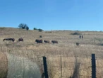 Bloem-inwoners boos oor beeste in hul spogbuurt