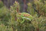 Saving species: Cape Flats Nature Reserve fighting highest plant extinction rate in the world