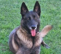 Afdag of te nie, polisiehond trek rower blitsig vas