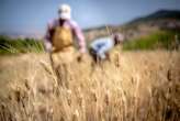 SA to get more farm data after GDP slump furore