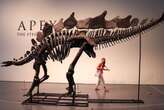 Largest stegosaurus skeleton ever found to fetch millions at auction