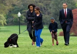 'We will miss him dearly' - Obama family dog Bo, a 'constant, gentle presence', dies