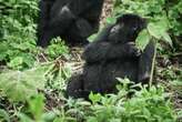 Rwanda to name 22 baby gorillas in 2024, 40 years after the apes nearly disappeared