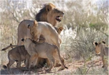Navorsingsprojek sal help om Kgalagadi-leeus beter te verstaan