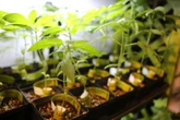 Dagga is nie ’n wonderkuur vir kwale of jou plat beursie nie