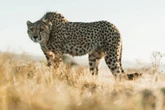 Reservaat behaal sukses met genetiese program vir jagluiperds