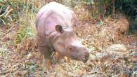 'Sets a strong precedent': Indonesian Javan rhino poachers hit with long prison sentences