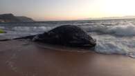 Residents warned to keep scene clear after humpback whale washes ashore at Simon's Town beach