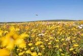Postberg-gebied in Weskus-park oop vir blommeseisoen