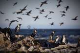 WATCH | Saving a species: The rangers working to bolster the penguin population