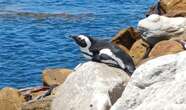 Algoa Bay oil spill could threaten Eastern Cape penguin colony