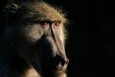 Woede oor bobbejaan in Gqeberha wat glo eers gemartel en toe geskiet is