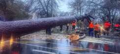 Traffic delays for Cape Town as downed tree blocks Rhodes Drive, M3 affected