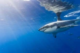 Van Gansbaai tot Indonesië: Grootwithaai se epiese swemtog