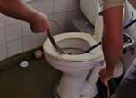 Snakes in a latrine! 1.2m spitting cobra safely removed from Kruger picnic site loo