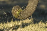 Wildreservaat wil vir eers niks sê nadat olifant man doodtrap
