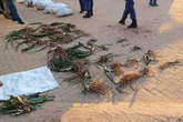 15 j. agter tralies vir plantstropers is goeie afskrikmiddel, sê DA