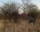 Stropers se kamp by Kruger ontdek ná wrede leeujag